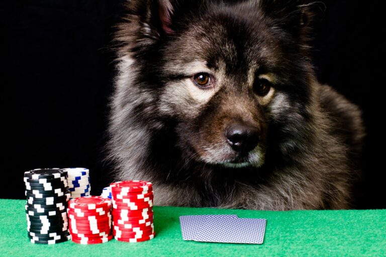 177 Years For the reason that Beginning of Kash Coolidge, Canine Taking part in Poker Stays Iconic