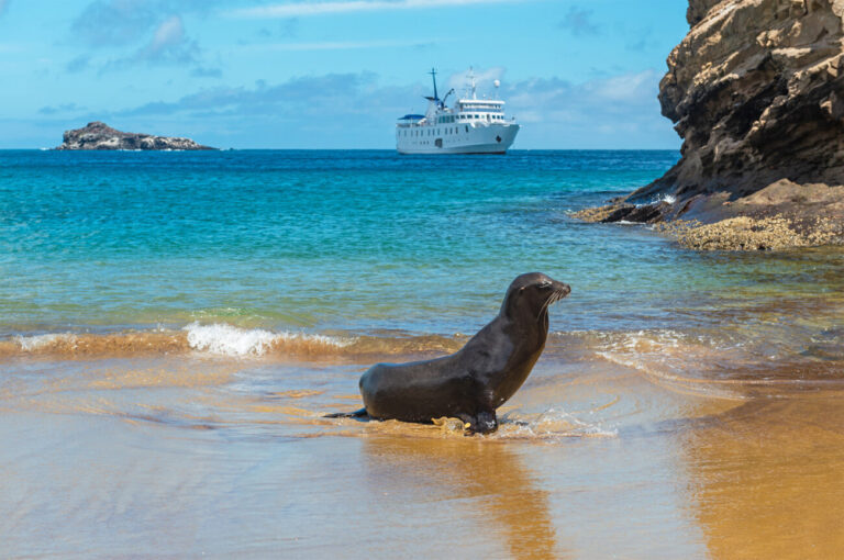 Luxurious Galapagos Cruises: Every part You Have to Know